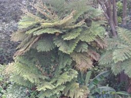 Tree fern and garden partners